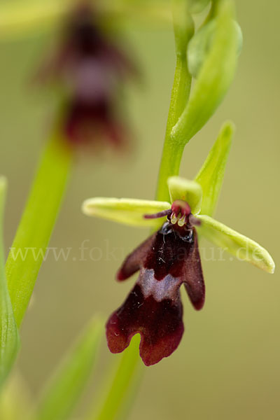 Fliegen-Ragwurz (Ophrys insectifera)