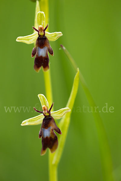 Fliegen-Ragwurz (Ophrys insectifera)