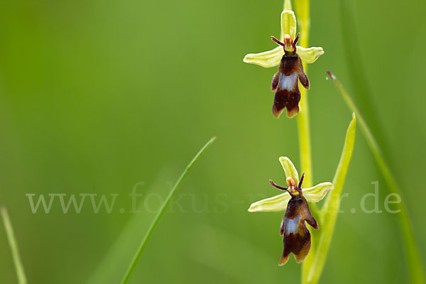 Fliegen-Ragwurz (Ophrys insectifera)