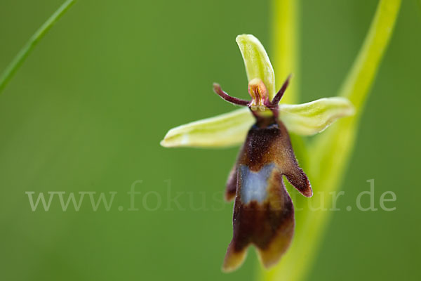 Fliegen-Ragwurz (Ophrys insectifera)