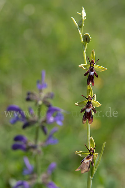 Fliegen-Ragwurz (Ophrys insectifera)