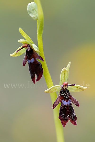 Fliegen-Ragwurz (Ophrys insectifera)