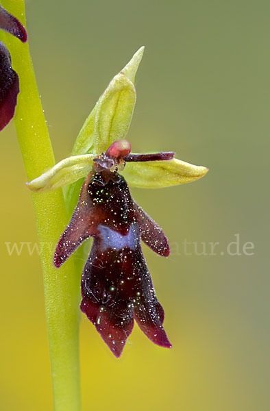 Fliegen-Ragwurz (Ophrys insectifera)