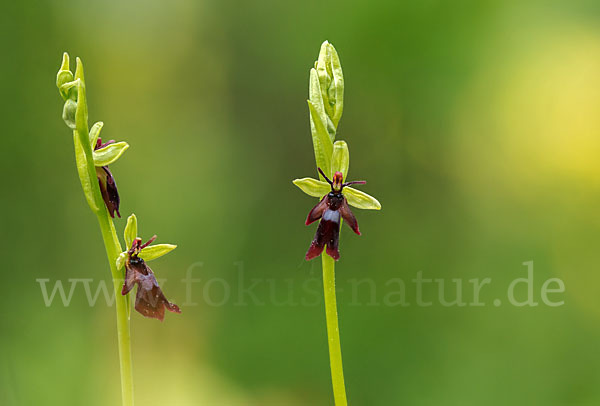 Fliegen-Ragwurz (Ophrys insectifera)