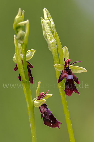 Fliegen-Ragwurz (Ophrys insectifera)