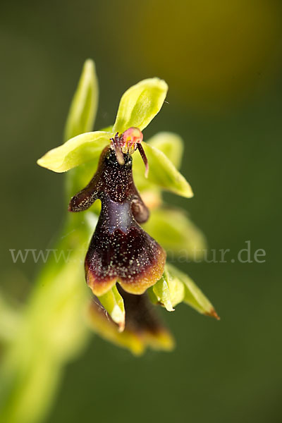 Fliegen-Ragwurz (Ophrys insectifera)