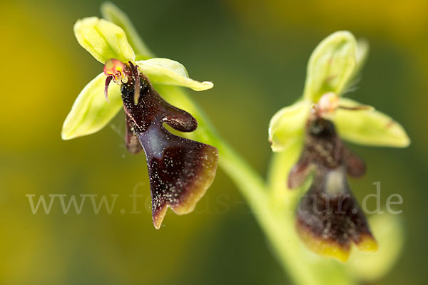 Fliegen-Ragwurz (Ophrys insectifera)