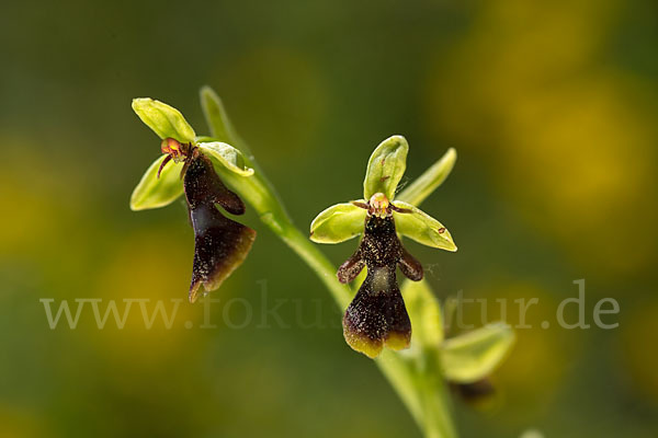 Fliegen-Ragwurz (Ophrys insectifera)