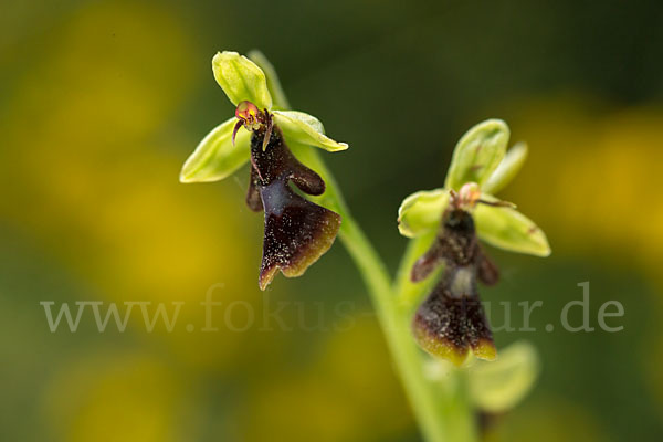 Fliegen-Ragwurz (Ophrys insectifera)