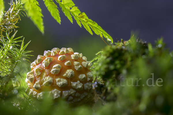 Fliegenpilz (Amanita muscaria)