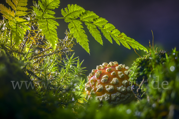 Fliegenpilz (Amanita muscaria)