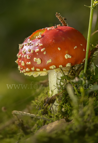 Fliegenpilz (Amanita muscaria)