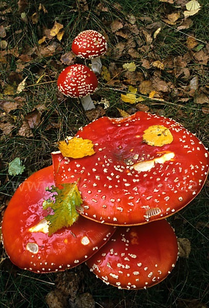 Fliegenpilz (Amanita muscaria)