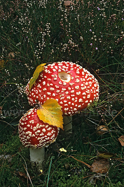 Fliegenpilz (Amanita muscaria)