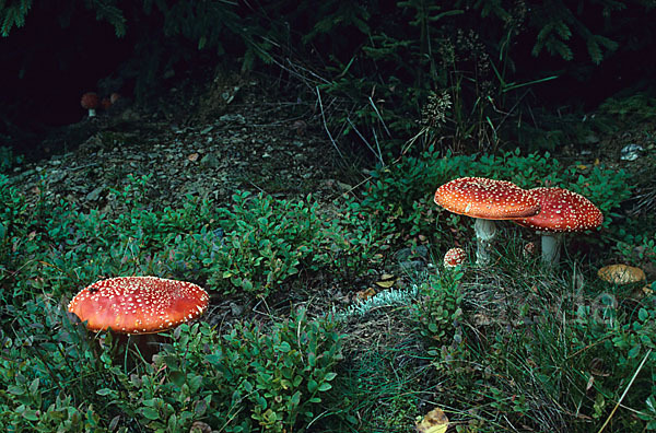 Fliegenpilz (Amanita muscaria)