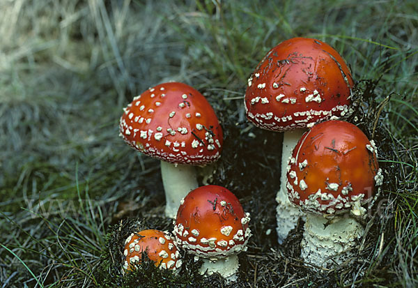 Fliegenpilz (Amanita muscaria)