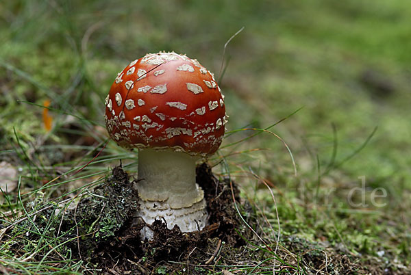 Fliegenpilz (Amanita muscaria)