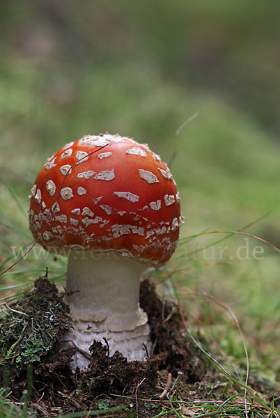 Fliegenpilz (Amanita muscaria)