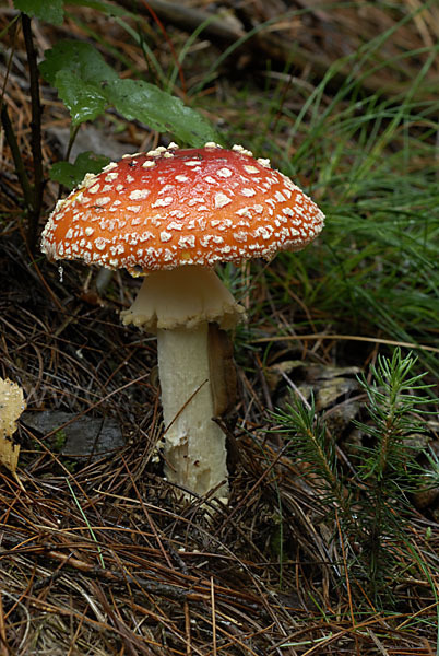 Fliegenpilz (Amanita muscaria)