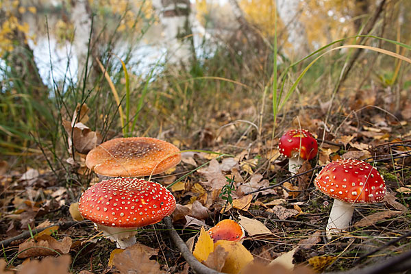 Fliegenpilz (Amanita muscaria)