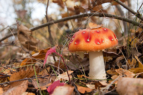 Fliegenpilz (Amanita muscaria)