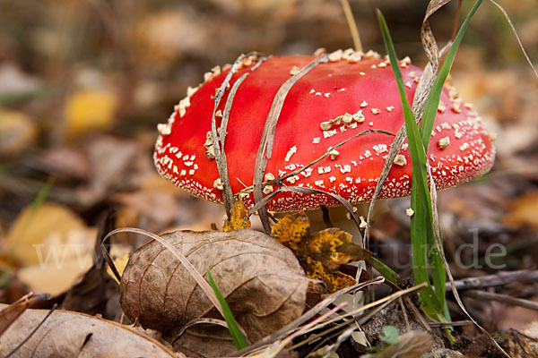 Fliegenpilz (Amanita muscaria)