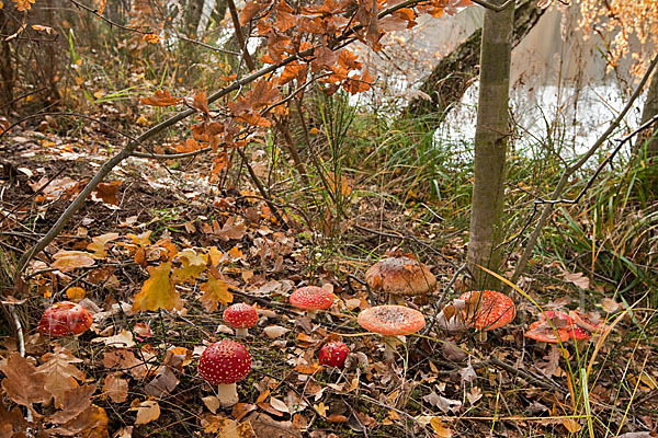 Fliegenpilz (Amanita muscaria)