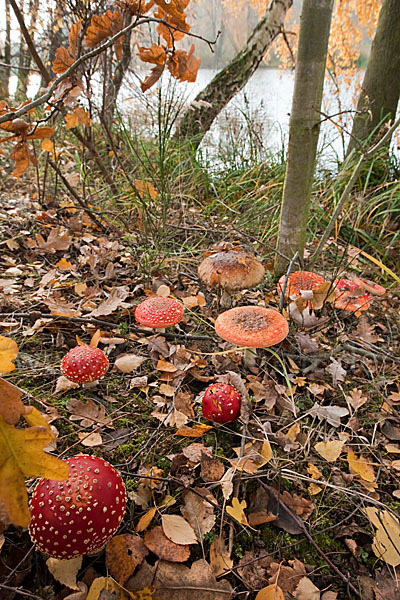 Fliegenpilz (Amanita muscaria)