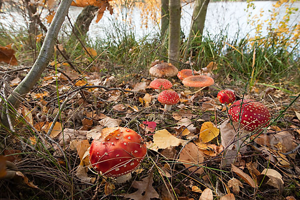 Fliegenpilz (Amanita muscaria)