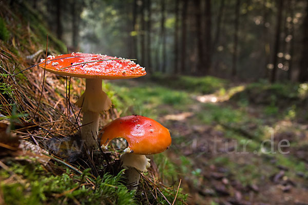 Fliegenpilz (Amanita muscaria)