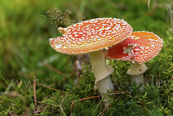 Fliegenpilz (Amanita muscaria)