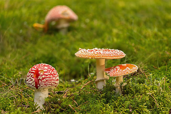 Fliegenpilz (Amanita muscaria)