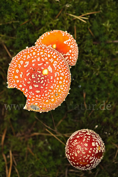 Fliegenpilz (Amanita muscaria)