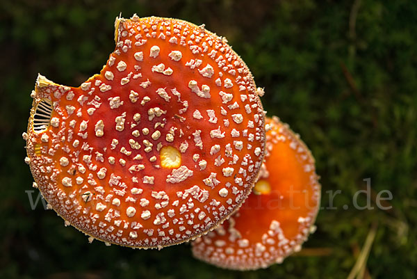 Fliegenpilz (Amanita muscaria)