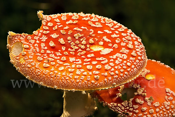 Fliegenpilz (Amanita muscaria)