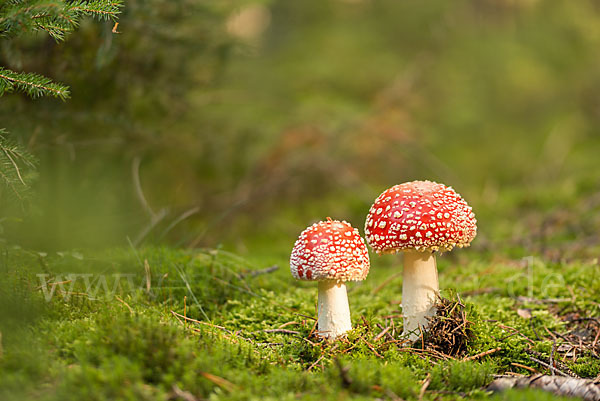 Fliegenpilz (Amanita muscaria)