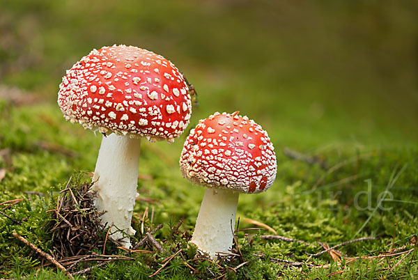 Fliegenpilz (Amanita muscaria)