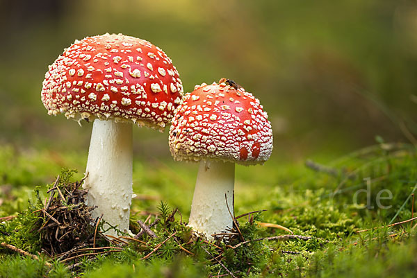 Fliegenpilz (Amanita muscaria)