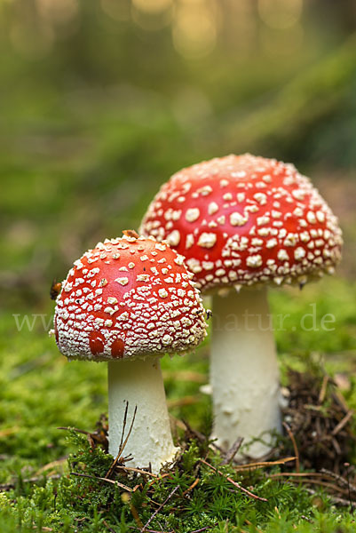 Fliegenpilz (Amanita muscaria)