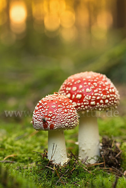 Fliegenpilz (Amanita muscaria)