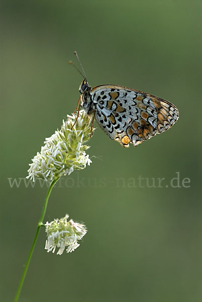 Flockenblumen-Scheckenfalter (Melitaea phoebe)