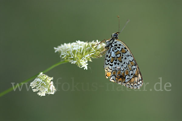 Flockenblumen-Scheckenfalter (Melitaea phoebe)