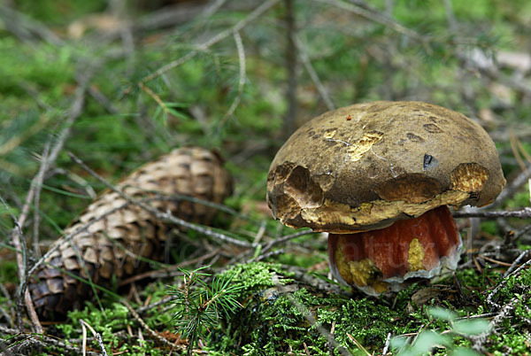 Flockenstielige Hexenröhrling (Boletus erythropus)