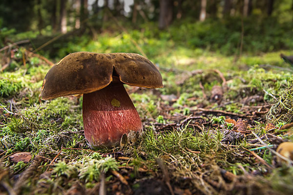 Flockenstielige Hexenröhrling (Boletus erythropus)