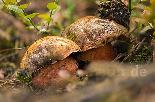 Flockenstielige Hexenröhrling (Boletus erythropus)