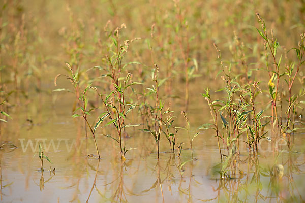 Floh-Knöterich (Polygonum persicaria)