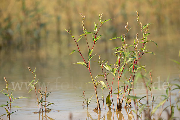 Floh-Knöterich (Polygonum persicaria)