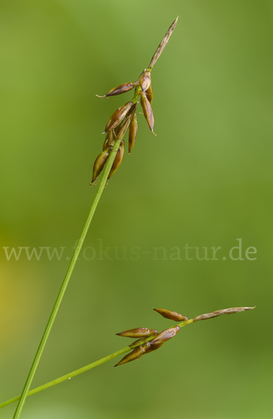 Floh-Segge (Carex pulicaris)