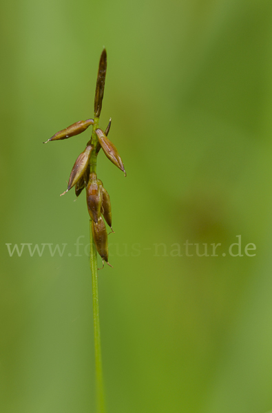Floh-Segge (Carex pulicaris)