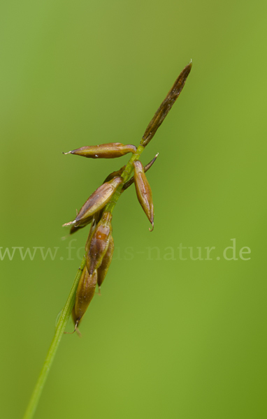 Floh-Segge (Carex pulicaris)